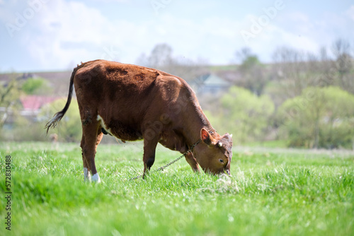 Milk cow grazing on green farm pasture on summer day. Feeding of cattle on farmland grassland © bilanol