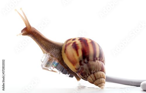 Konstfotografi Snail with rj45 connector symbolic photo for slow internet connection