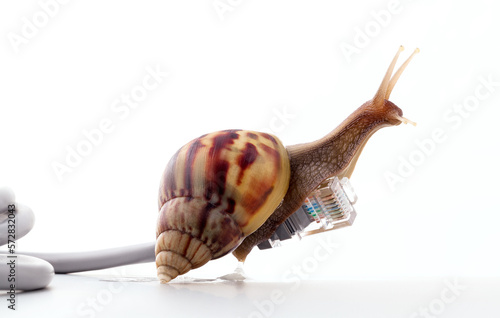 Snail with rj45 connector symbolic photo for slow internet connection. broadband connection is not available everywhere.