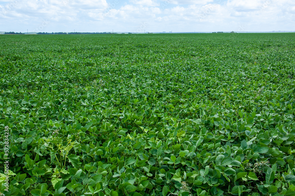 view of soybean cultivation in a field of argentina with blue sky with clouds