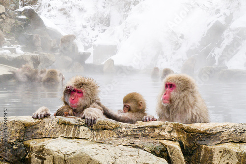 Snow monkeys sitting in the hot springs