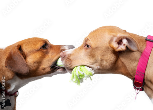Photography Two dogs play tug-of-war with each other, isolated