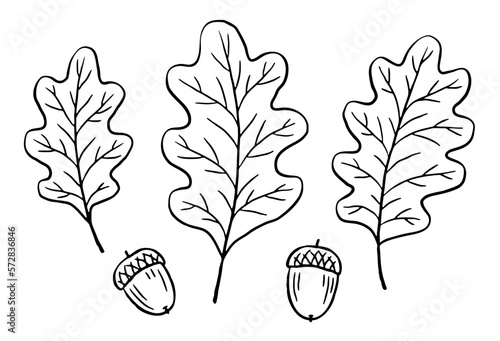 Hand-drawn oak leaves and acorns