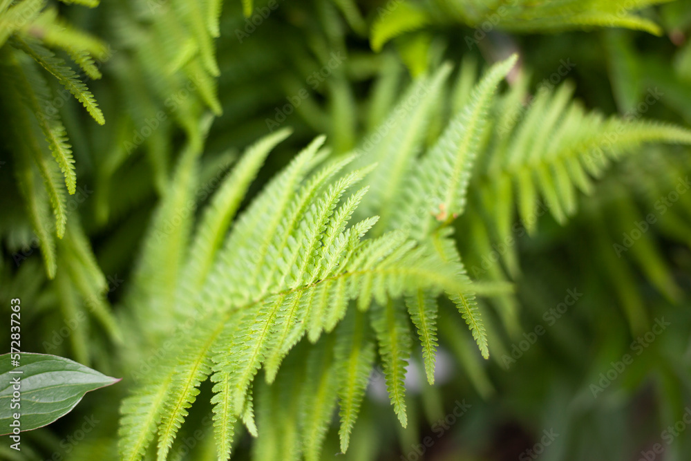 Fern green. Plant in park. Natural background. Fern green. Plant in park. Natural background.