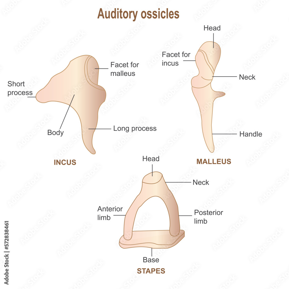 Anatomy of human ear, auditory ossicles, malleus,incus, stapes