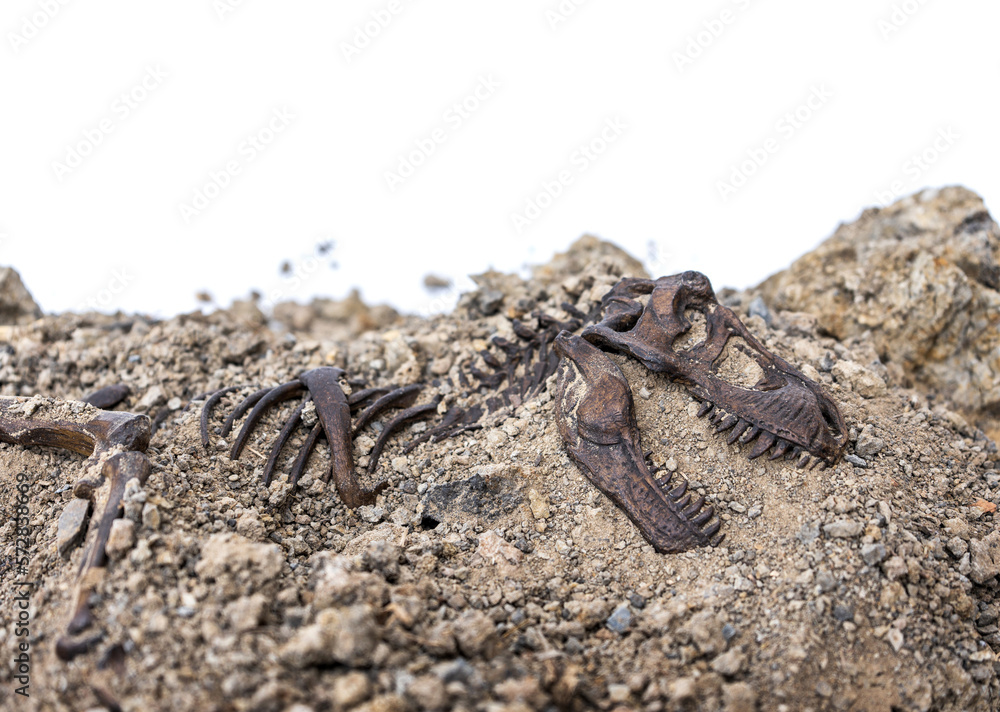 Obraz premium Tyrannosaurus rex fossil skeleton in the ground. Digging dinosaur fossils concept isolated on white background and copy space.