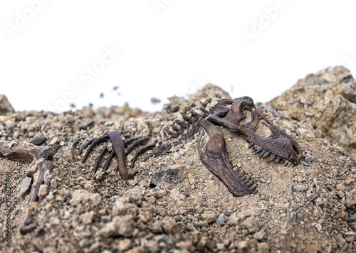 Tyrannosaurus rex fossil skeleton in the ground. Digging dinosaur fossils concept isolated on white background and copy space.