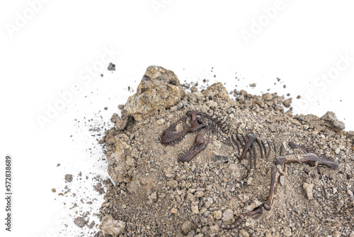 Tyrannosaurus rex fossil skeleton in the ground. Digging dinosaur fossils concept isolated on white background and copy space. photo