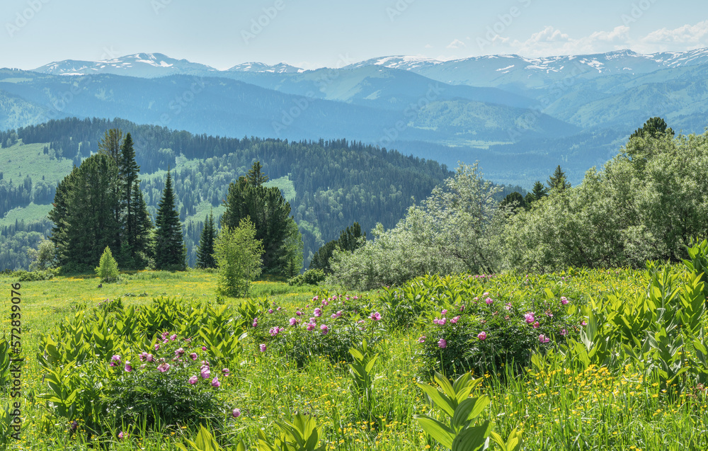 Summer greenery of meadows and forests and snow on the peaks, sunny day