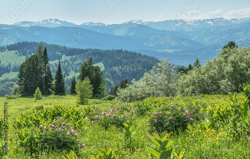 Summer greenery of meadows and forests and snow on the peaks, sunny day © Valerii