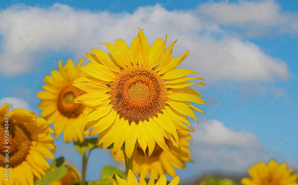 Beautiful sunflower on a sunny day with a natural background Beautiful sunflower on a sunny day with a natural background