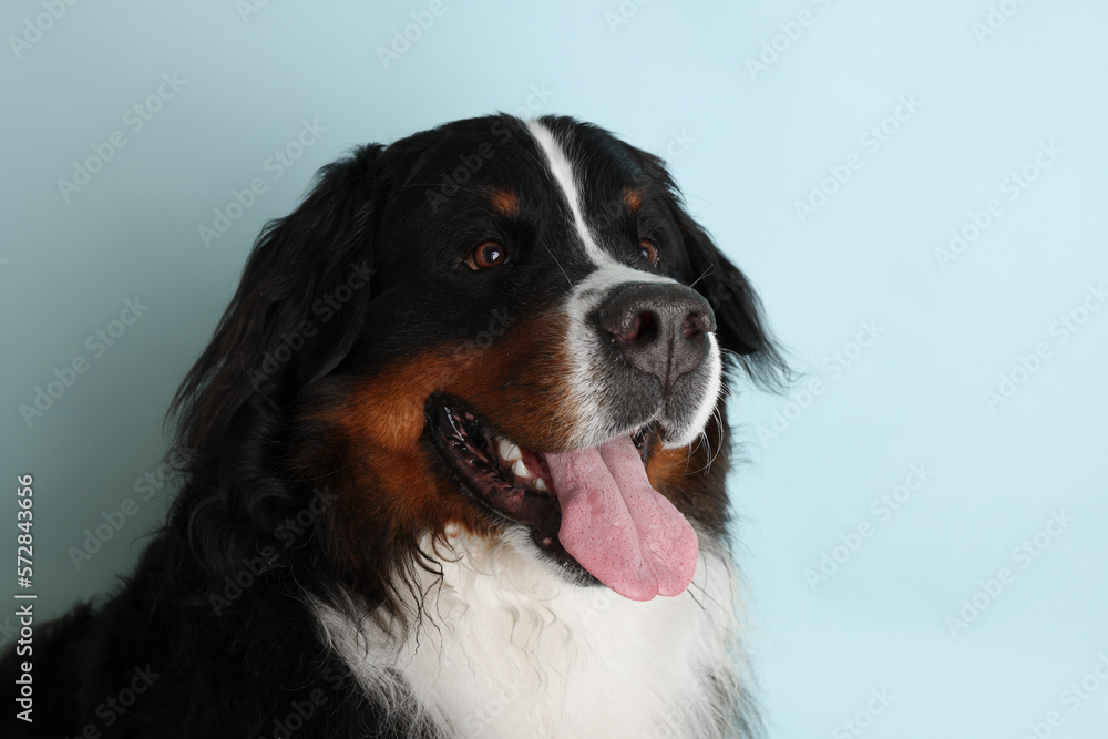 Photo Bernese Mountain Dog on a soft blue background. Studio shot of a dog in front of an isolated background.