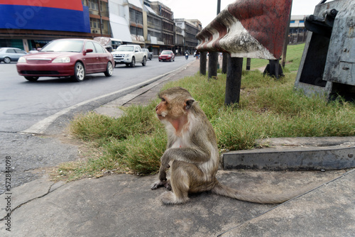 Photography Monkey (long-tailed macaques ) in Lopburi Thailand, Also called the monkey city that have their home right in the city