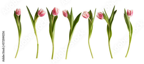set of pink tulips isolataed on white background
