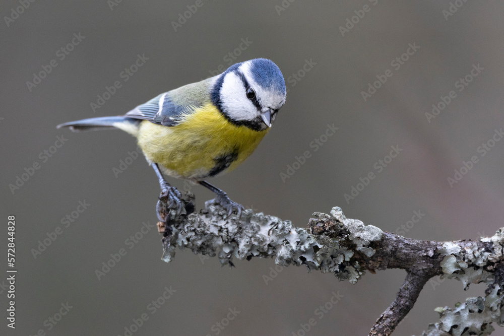 Fototapeta premium Blaumeise&nbsp;(Cyanistes caeruleu)