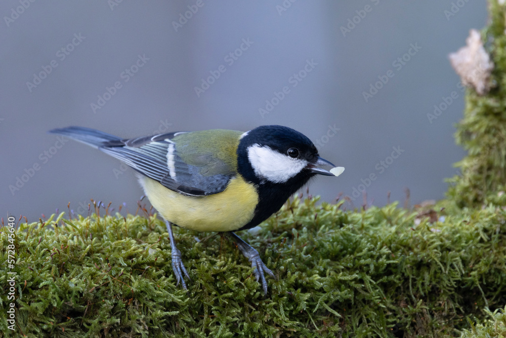 Kohlmeise (Parus major)