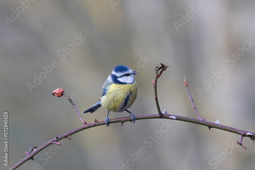 Blaumeise (Cyanistes caeruleu)