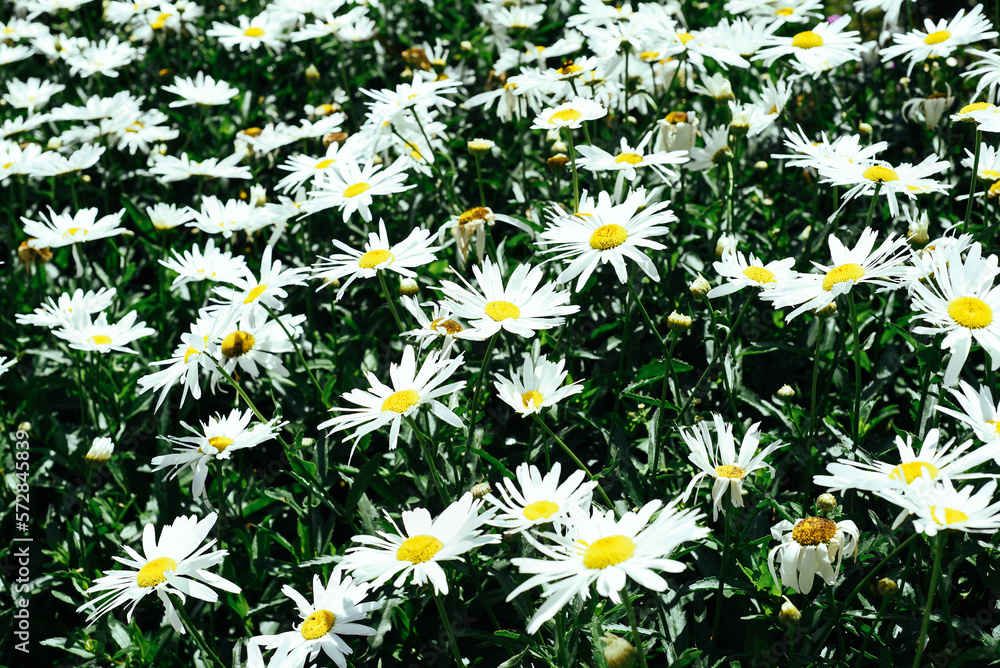 Fototapeta premium Common daisy (chamomile) flowers on light background 
