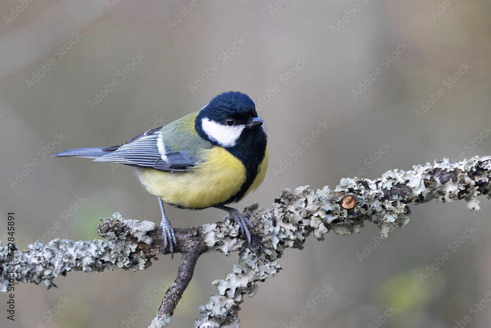 Naklejka premium Kohlmeise (Parus major)