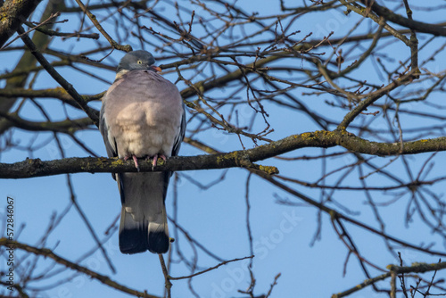 Ringeltaube (Columba palumbus) photo