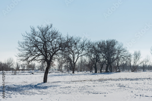 trees in the snow © Farhad