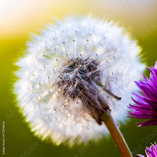 White dandelion close-up on the lawn of the backyard.