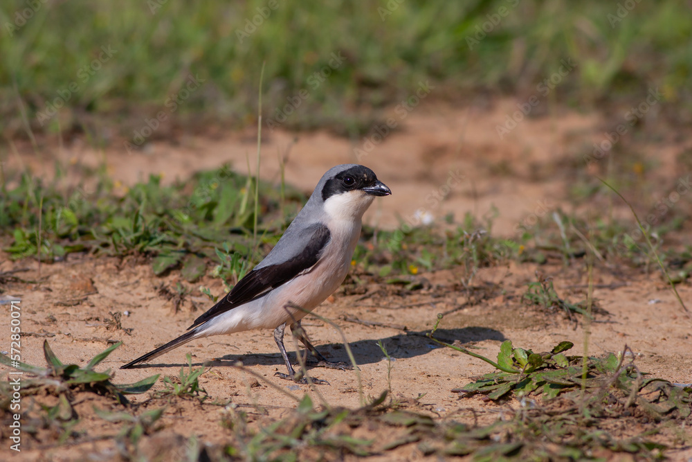 bird on the grass, Lesser Grey Shrike, Lanius minor