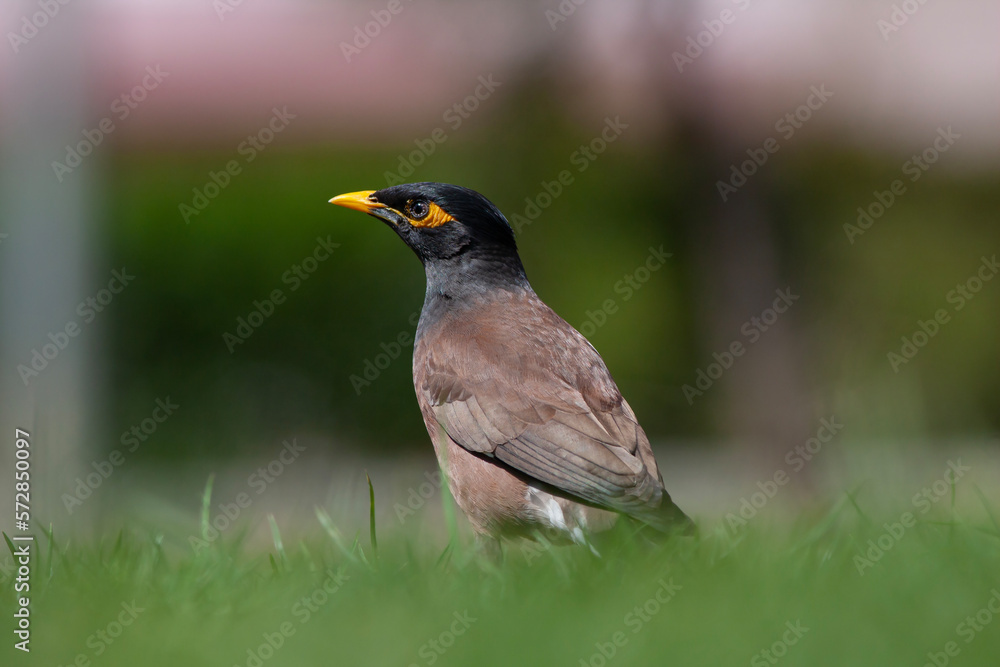 bird on the grass, Common Myna, Acridotheres tristis bird on the grass, Common Myna, Acridotheres tristis