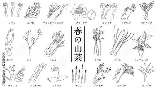 春の山菜のベクター線画イラストセット
Japanese wild vegetables. Vector line drawings set.