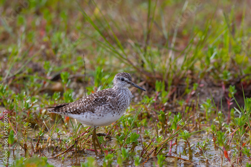 water bird looking for food in wetland, Wood Sandpiper, Tringa glareola