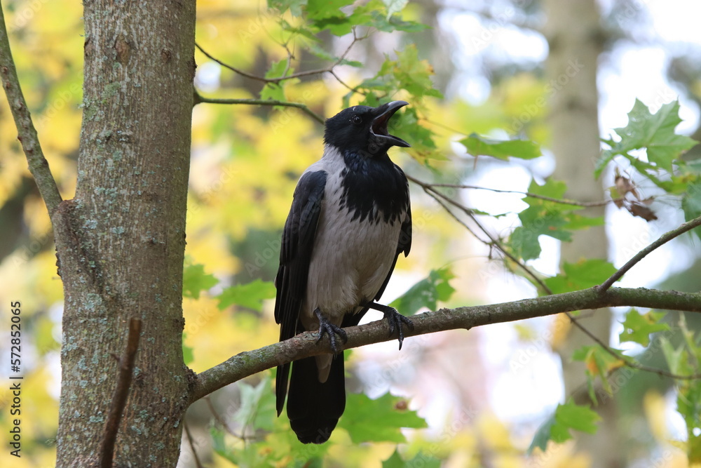 Obraz premium Cawing hooded crow