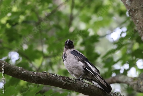 Foto Hooded crow fledgling on branch 4