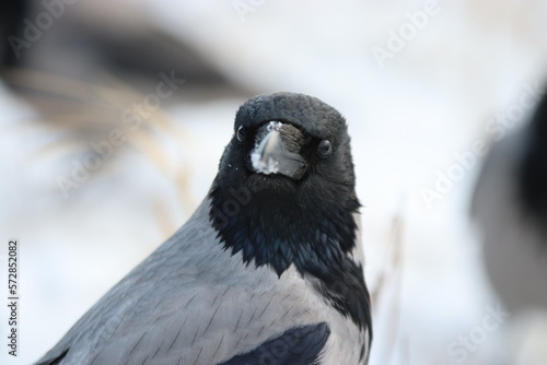 Hooded crow staring at camera