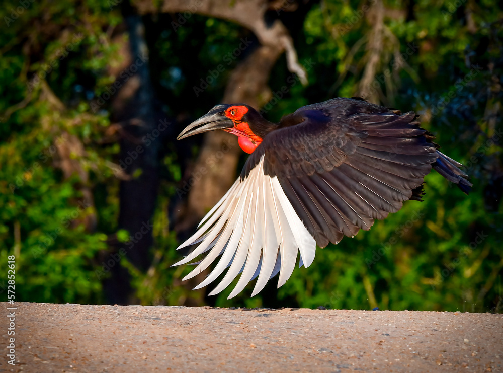 Naklejka premium Southern Ground Hornbill flying