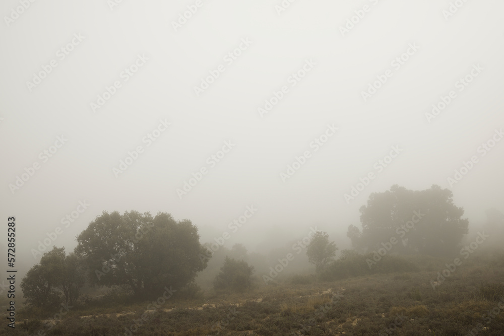 Trees between the fog, Zaragoza province in Spain. Trees between the fog, Zaragoza province in Spain.