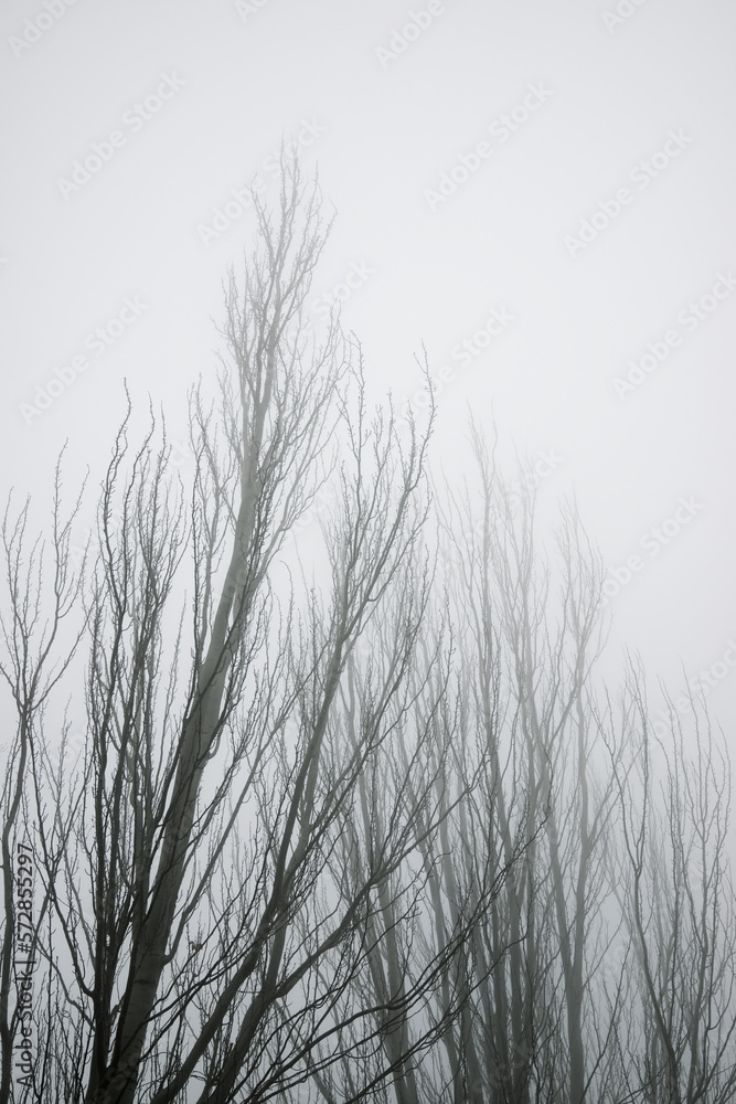 Obraz premium Trees between the fog, Zaragoza province in Spain.