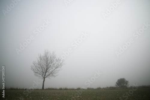 Tree between the fog, Zaragoza province in Spain.