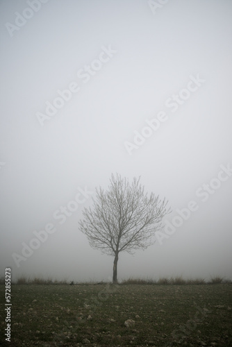 Tree between the fog, Zaragoza province in Spain.