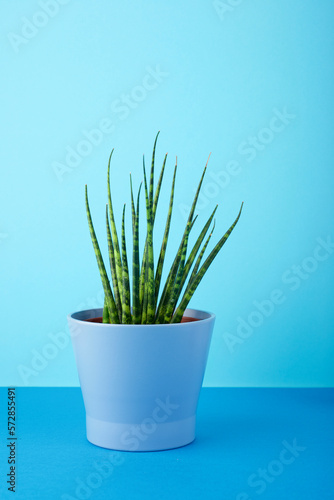 Decorative sansevieria plant for home interiors on a blue table.
