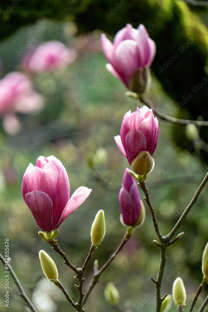 Blossoming pink flowers on a magnolia tree in the garden Blossoming pink flowers on a magnolia tree in the garden