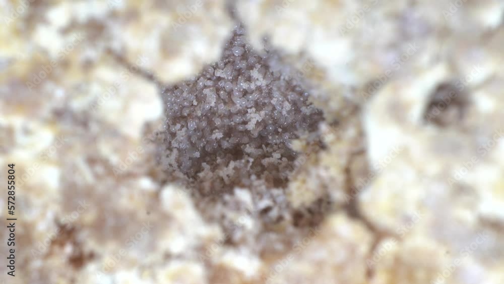 Cheese Mites in Cheese Rind Crust - Macro Shot Hygiene and Cheese Cheese Mites in Cheese Rind Crust - Macro Shot Hygiene and Cheese