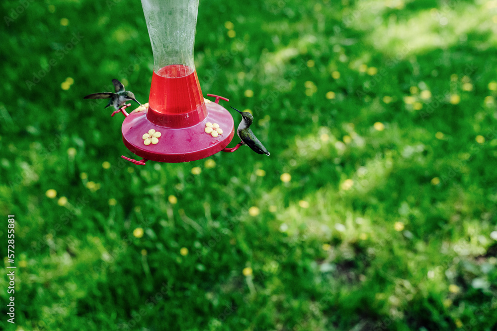 Two Hummingbirds Drinking Sugar Water at a Red Hummingbird Feeder Two Hummingbirds Drinking Sugar Water at a Red Hummingbird Feeder