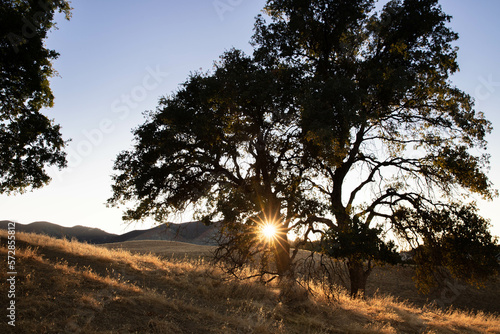 Oak tree on golden grassy hillside with sun flare © Cavan