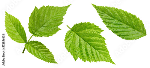 Raspberry leaf isolated on white background