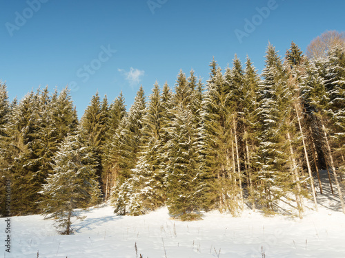 Sch  ne verschneite Landschaften der bayerischen Berge. Sutten-Alm zwischen Tannenw  ldern und Wiesen am oberen Ende des Tals der Rottach richtung Valepp 