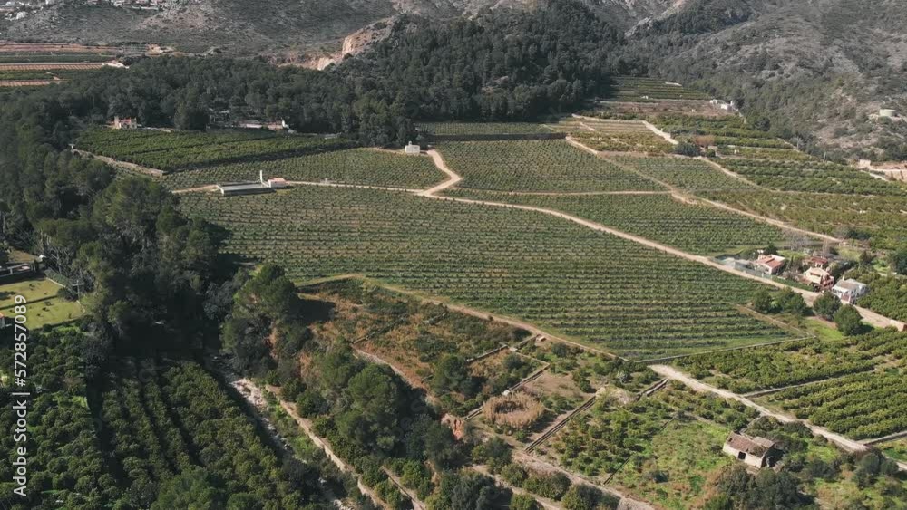 Fruit citrus green trees plantation in Spain. Orange and tangerine trees gardens Fruit citrus green trees plantation in Spain. Orange and tangerine trees gardens