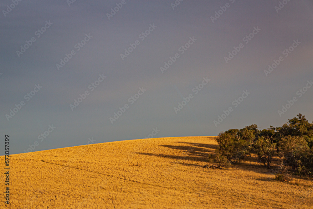 Fototapeta premium landscape in the field