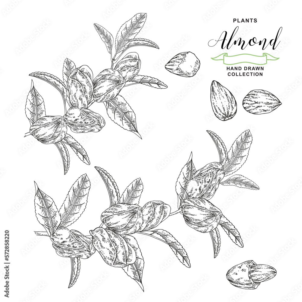 Almond plant. Hand drawn almond branch with nuts. Vector botanical illustration. Black and white vitage style.