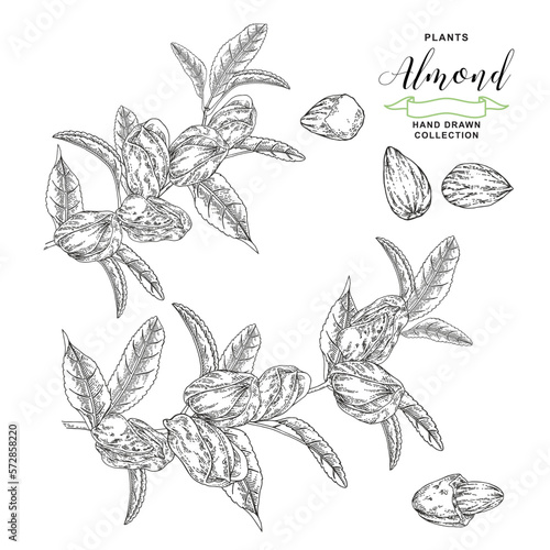 Almond plant. Hand drawn almond branch with nuts. Vector botanical illustration. Black and white vitage style.