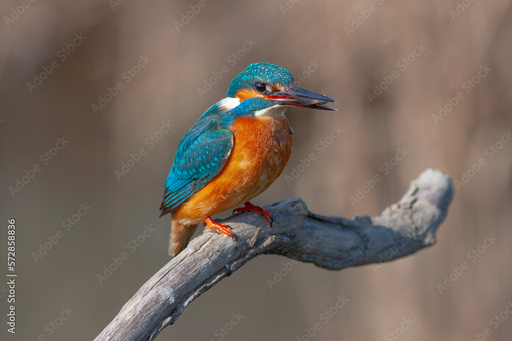 colorful bird spying on its prey on dry branch,Common Kingfisher, Alcedo atthis colorful bird spying on its prey on dry branch,Common Kingfisher, Alcedo atthis